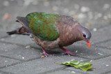Common emerald dove (chalcophaps indica), Singapore, Singapore, January 2014