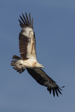  White-bellied sea eagle (haliaeetus leucogaster), Langkawi, Malaysia, January 2015 