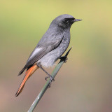 Black redstart (phoenicurus ochruros), Guardamar del Segura, Spain, February 2016