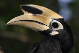 Oriental pied hornbill (anthracoceros albirostris), Langkawi, Malaysia, January 2015