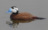 White-headed duck (oxyura leucocephala), Dolores, Spain, April 2016