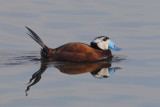 White-headed duck (oxyura leucocephala), Dolores, Spain, April 2016