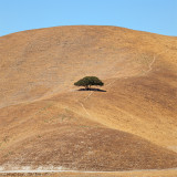 Lone Tree beside Hwy 25a.jpg