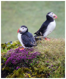 Puffin Pair.jpg