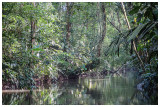  Canal in Tortuguero Park.jpg