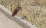 Hamerkop and Pied Kingfisher - Hamerkop en Bonte IJsvogel