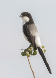 Long-tailed Fiscal - Cabanis Klapekster