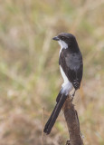 Long-tailed Fiscal - Cabanis Klapekster