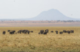 African Elephant - Afrikaanse Savanneolifant