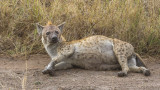 Spotted Hyena - Gevlekte Hyena