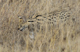 Serval Cat - Serval