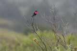 Scarlet-chested Sunbird and Little Bee-eater