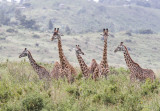 Masai Giraffe - Masaigiraffe