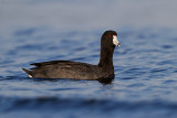 American Coot