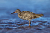 Eastern Willet 