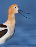 American Avocet