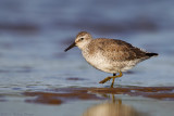 Red Knot