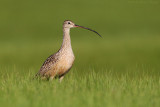 Long-billed Curlew