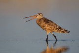 Marbled Godwit