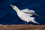 Northern Gannet