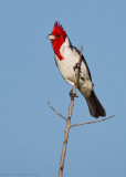 Red-crested Cardinal