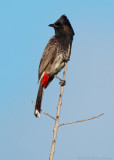 Red-vented Bulbul