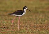 Hawaiian Black-necked Stilt