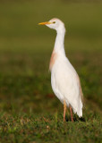 Western Cattle Egret