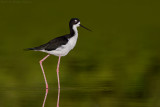 Hawaiian Black-necked Stilt