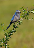 Florida Scrub-Jay