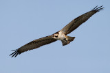 Osprey