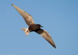 Black Tern