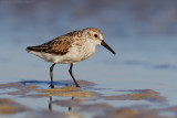 Western Sandpiper