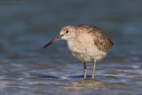 Western Willet