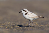 Snowy Plover