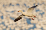 Snow Goose