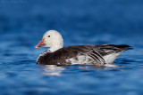 Snow Goose