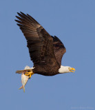 Bald Eagle