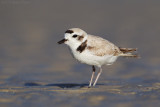 Snowy Plover