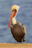 Brown Pelican