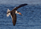 Black Skimmer 