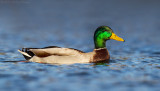 Mallard