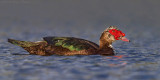  Muscovy Duck