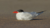 Caspian Tern