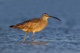 Whimbrel