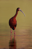 White-faced Ibis