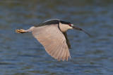 Black-crowned Night-Heron