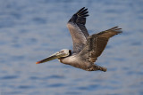 Brown Pelican