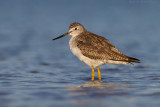 Greater Yellowlegs