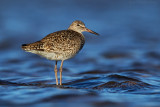 Eastern Willet